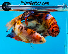 Load image into Gallery viewer, Candy Koi Veiltail Male