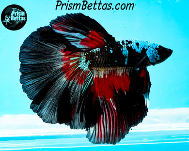 Red Devil Samurai Halfmoon Male