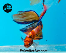 Load image into Gallery viewer, Candy Koi Veiltail Male