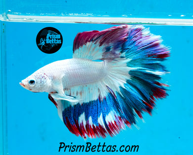 Blue and Purple Rim Marble Rosetail Halfmoon Male