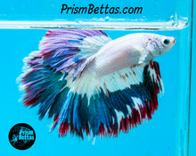 Load image into Gallery viewer, Blue and Purple Rim Marble Rosetail Halfmoon Male