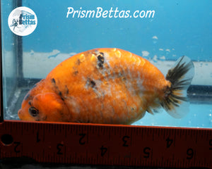 Calico Ranchu Female (3.75 inches) Imported in Thailand