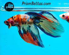 Load image into Gallery viewer, Candy Koi Veiltail Male