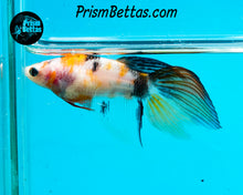 Load image into Gallery viewer, Candy Koi Veiltail Female