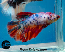 Load image into Gallery viewer, Rainbow Marble Halfmoon Female