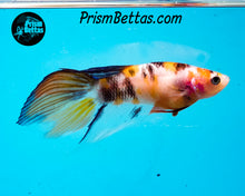 Load image into Gallery viewer, Candy Koi Veiltail Female