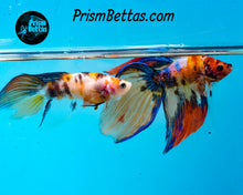 Load image into Gallery viewer, Candy Koi Veiltail Female