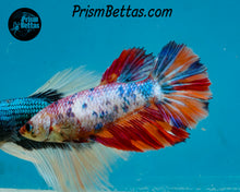 Load image into Gallery viewer, Rainbow Marble Halfmoon Female
