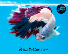 Load image into Gallery viewer, Blue and Purple Rim Marble Rosetail Halfmoon Male