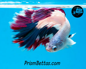 Blue and Purple Rim Marble Rosetail Halfmoon Male