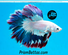 Load image into Gallery viewer, Blue and Purple Rim Marble Rosetail Halfmoon Male