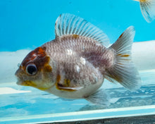 Load image into Gallery viewer, Kirin Godzilla Shogun Oranda (2.5-3 inches) Imported from Thailand