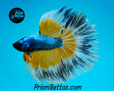 Mustard Gas Butterfly Halfmoon Male