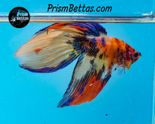 Load image into Gallery viewer, Candy Koi Veiltail Male