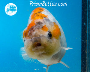 Blue Calico Ranchu  (3.75 inches) Imported in Thailand