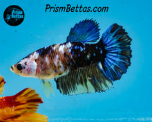 Load image into Gallery viewer, Marble Halfmoon Female