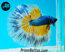 Load image into Gallery viewer, Mustard Gas Butterfly Halfmoon Male