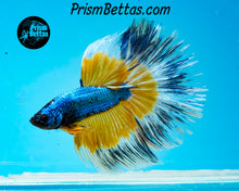 Load image into Gallery viewer, Mustard Gas Butterfly Halfmoon Male