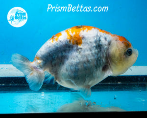 Blue Calico Ranchu  (3.75 inches) Imported in Thailand