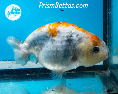 Blue Calico Ranchu  (3.75 inches) Imported in Thailand