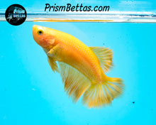 Load image into Gallery viewer, Yellow Halfmoon Female