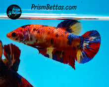 Load image into Gallery viewer, Candy Koi Giant Halfmoon Plakat Female
