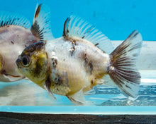Load image into Gallery viewer, Kirin Godzilla Shogun Oranda (2.5-3 inches) Imported from Thailand