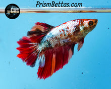 Load image into Gallery viewer, Rainbow Marble Rosetail Halfmoon Female