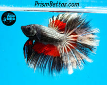 Load image into Gallery viewer, Red Copper Butterfly Halfmoon Male