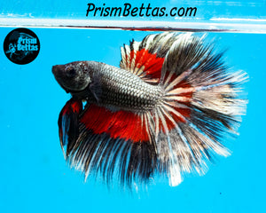 Red Copper Butterfly Halfmoon Male