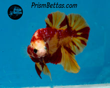 Load image into Gallery viewer, Candy Koi Halfmoon Plakat Male