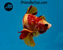 Load image into Gallery viewer, Candy Koi Halfmoon Plakat Male