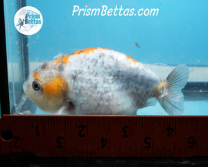 Blue Calico Ranchu  (3.75 inches) Imported in Thailand