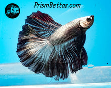 Load image into Gallery viewer, Black Copper Dragon Halfmoon Male