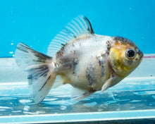 Load image into Gallery viewer, Kirin Godzilla Shogun Oranda (2.5-3 inches) Imported from Thailand
