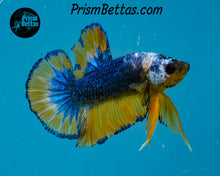 Load image into Gallery viewer, Mustard Gas Marble Halfmoon Plakat Male