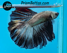 Load image into Gallery viewer, Black Copper Dragon Halfmoon Male