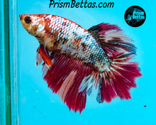 Load image into Gallery viewer, Rainbow Marble Rosetail Halfmoon Female