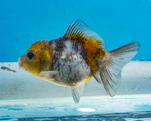 Load image into Gallery viewer, Calico Godzilla Shogun Oranda (2.5-3 inches) Imported from Thailand