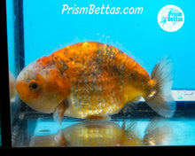 Load image into Gallery viewer, Calico Ranchu  (4 inches) Imported in Thailand