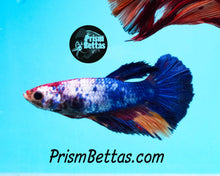 Load image into Gallery viewer, Marble Halfmoon Female Buy 4 Get 1 Free