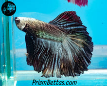 Load image into Gallery viewer, Black Copper Dragon Halfmoon Male