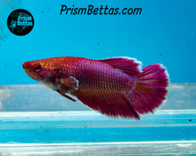 Load image into Gallery viewer, Salamander Halfmoon Female