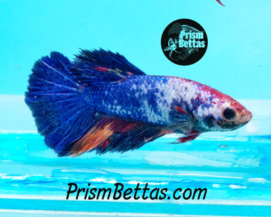 Marble Halfmoon Female Buy 4 Get 1 Free