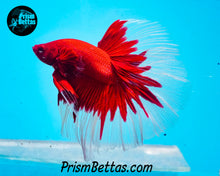 Load image into Gallery viewer, Red Butterfly Halfmoon Male