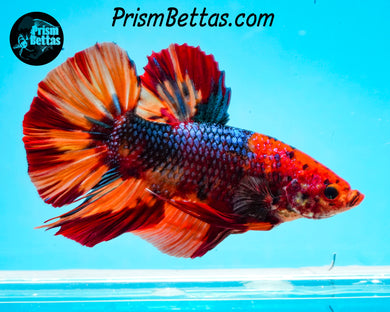 Candy Koi Giant Halfmoon Plakat Male