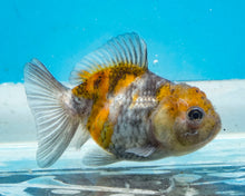 Load image into Gallery viewer, Calico Godzilla Shogun Oranda (2.5-3 inches) Imported from Thailand