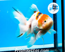 Load image into Gallery viewer, Tricolor Male Premium Oranda Male ~3-3.5 inches (body only)