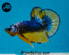 Load image into Gallery viewer, Mustard Gas Marble Halfmoon Plakat Male