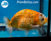 Load image into Gallery viewer, Calico Ranchu  (4 inches) Imported in Thailand